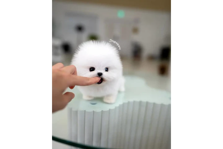 $250 : Pomeranian puppies for sale image 3