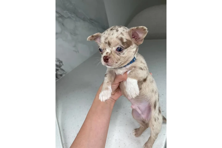 $300 : Teacup Chihuahua puppies image 6