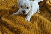 $260 : Mini cachorro maltés de 2 boyz thumbnail
