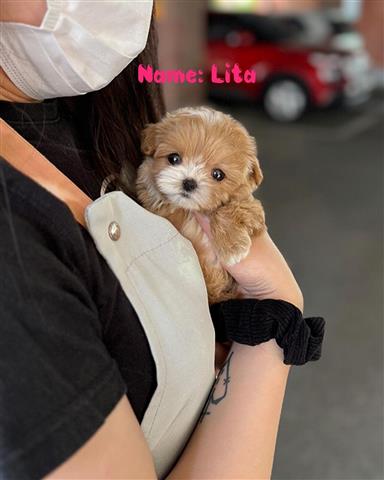 $350 : MALTIPOO EN VENTA image 2