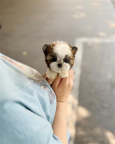 $350 : Shihtzu image 3