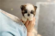 $350 : Shihtzu thumbnail