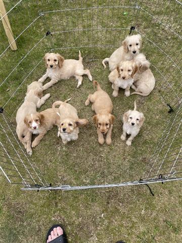 $260 : cachorros cockapoo f1 image 2