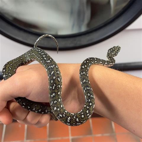 diamond python for sale image 2