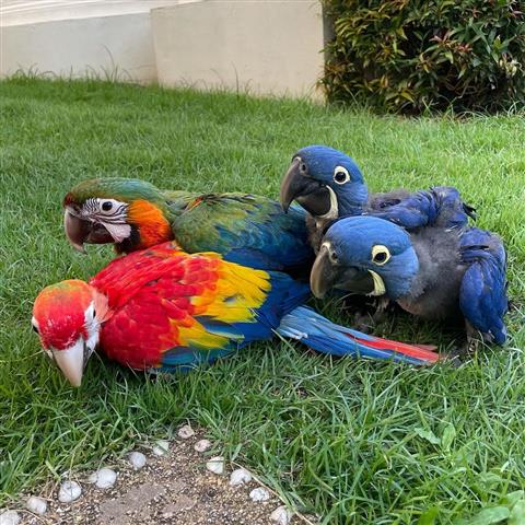 $800 : ⭐️Blue and Gold Macaw babies⭐️ image 1