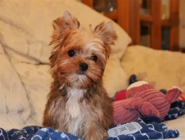 $400 : Yorkie Puppies Males & Females image 2