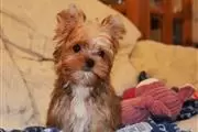 $400 : Yorkie Puppies Males & Females thumbnail