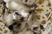 $350 : Cute Ragdol Kittens to Rehome thumbnail