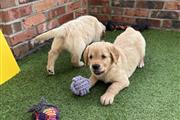 $420 : Golden retriever puppies thumbnail