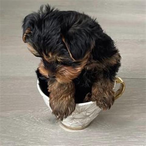 $250 : Adorables cachorros morkie image 2