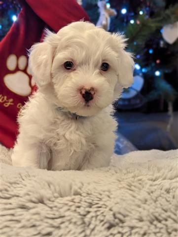 $420 : Maltese Puppies for sale image 2