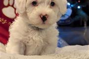 $420 : Maltese Puppies for sale thumbnail