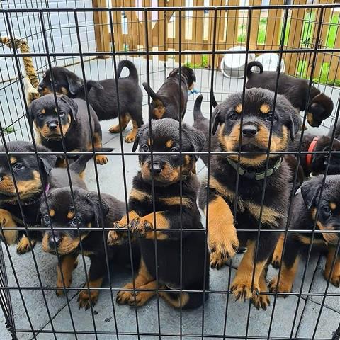 $500 : Top Quality Rottweiler Puppies image 3