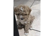 $500 : For sale Maltipoo thumbnail