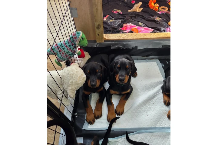$600 : We Have 4 Stunning Doberman image 1
