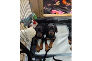 We Have 4 Stunning Doberman en Los Angeles
