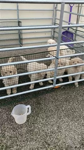 $400 : 2 cachorros de retriever image 2