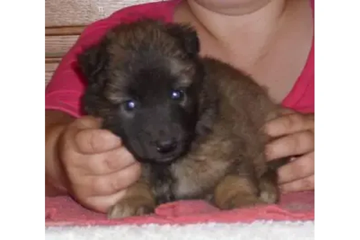 $150 : Cachorros de Pastor Belga Terv image 1