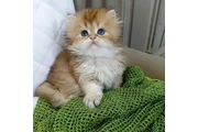 Gatitos persas disponibles en New Haven