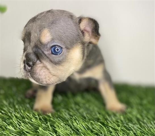 $420 : French bulldog puppy for sale image 2