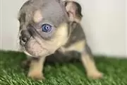 $420 : French bulldog puppy for sale thumbnail