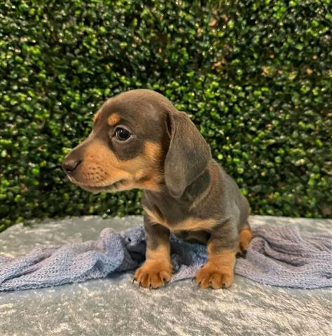 $600 : Adorables cachorros Dachshund image 2