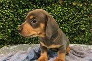 $600 : Adorables cachorros Dachshund thumbnail