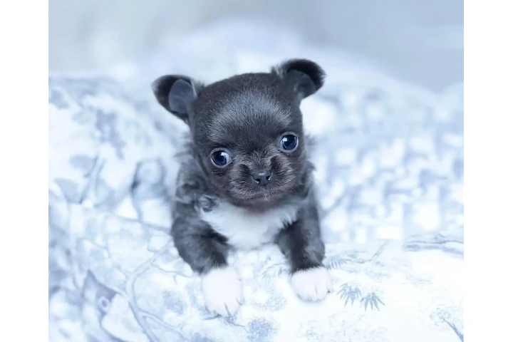 $350 : cachorros chihuahua listos image 2