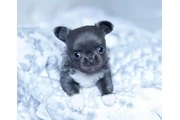 $350 : cachorros chihuahua listos thumbnail