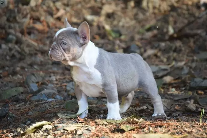 $200 : French bulldog image 3