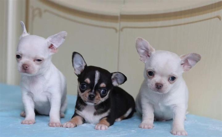 $280 : Chihuahuas for sale image 1