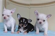 Chihuahuas for sale
