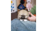 $350 : cachorros pomerania thumbnail