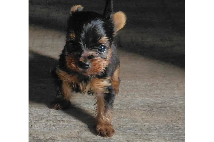 🐶✨ PERRITO YORKIE EN VENTA ✨ image 2
