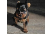 🐶✨ PERRITO YORKIE EN VENTA ✨ thumbnail