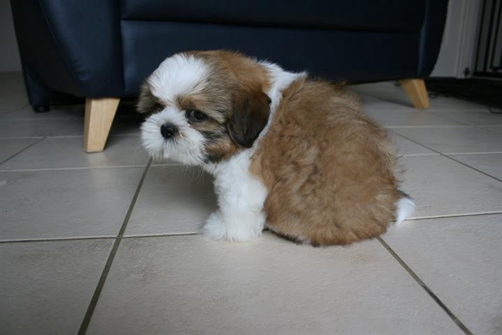 $450 : Shih Tzu Puppies for Re-homing image 4