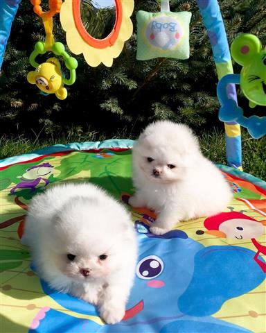 $500 : Teacup Pomeranian puppies 🐶 image 4