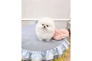 French bulldog and Pomeranian en Houston