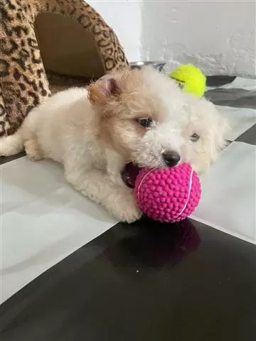 $600 : Maltese Puppies awaits you image 2