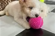 $600 : Maltese Puppies awaits you thumbnail