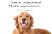 Dog Grooming a domicilio thumbnail 4