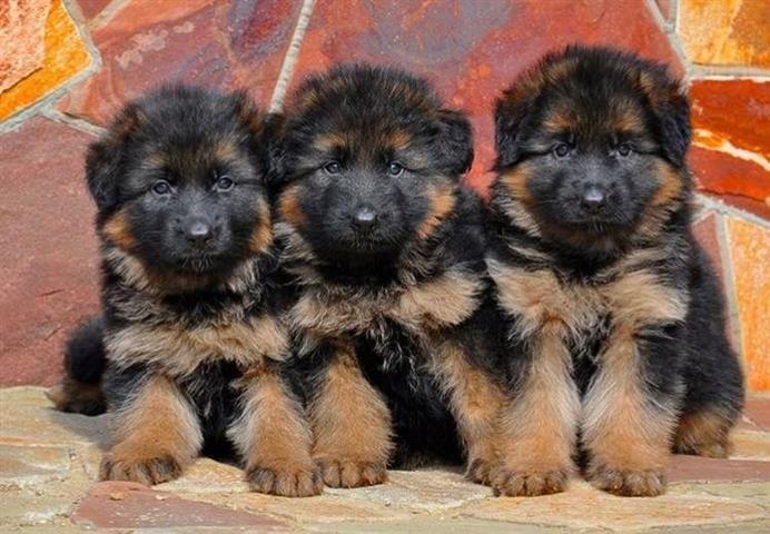 $500 : Cachorros de pastor alemán image 1