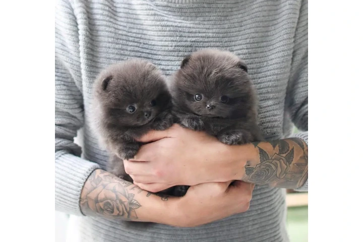 $350 : Micro Pomerania image 2