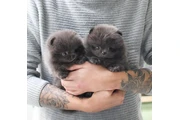 $350 : Micro Pomerania thumbnail