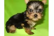 Impresionantes cachorros yorki en New York