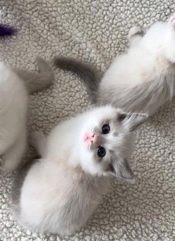 $350 : Ragdol Kittens Available image 2