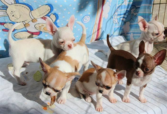$300 : Chihuahua puppies for sale image 1