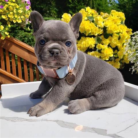 $700 : Adorable French bull-dog puppi image 2