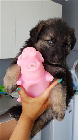 $400 : Cachorros de pastor alemán en image 1