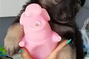 Cachorros de pastor alemán en en Colima